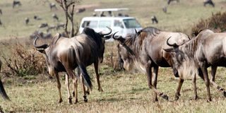 Maasai Mara Game Reserve tour van wildbeeste