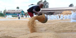 A woman spreads paddy at Mwea Rice Growers Multipurpose Cooperative Society stores in Wang’uru, Kirinyaga County