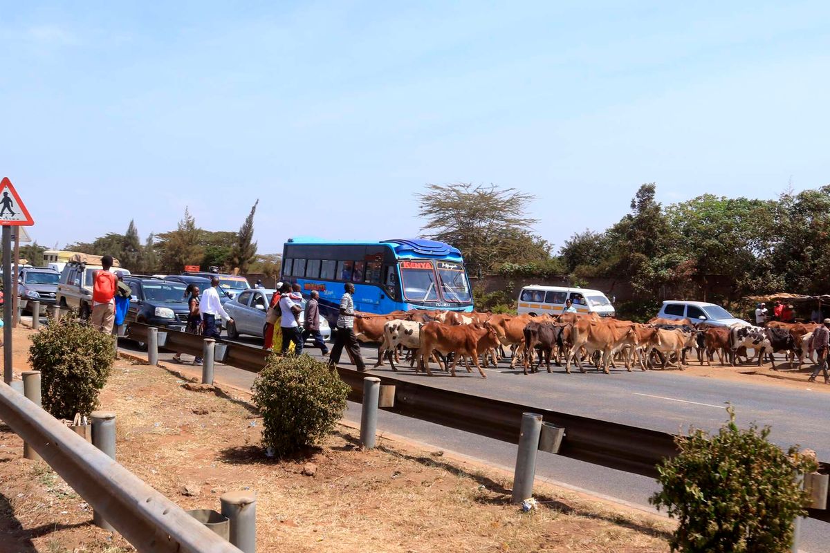 Why you must stop for those ‘nuisance’ cows to cross the road