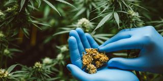 cannabis weed drugPost-Traumatic Stress Disorder