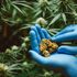 cannabis weed drugPost-Traumatic Stress Disorder