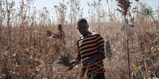 Sudanese farmer