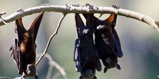 Fruit bats which transmit the Marburg virus