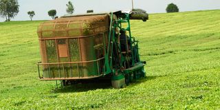 A tea plucking machine in operation at a tea estate in Kericho county.