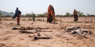 People stand next to the carcasses of dead sheep in Hargududo, Ethiopia
