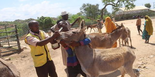 Moyale donkeys vaccination