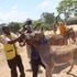 Moyale donkeys vaccination