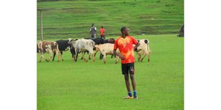 Kapkatet FC players drive cattle out of the football pitch at Kapkatet Stadium