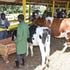 Cows at Eldoret University stand during the University of Eldoret Agribusiness Trade Fair