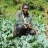 David Maina Kamau works on his collar greens