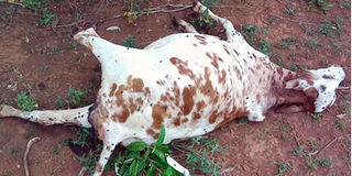 Dead cow