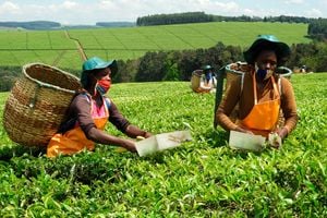 Tea picking