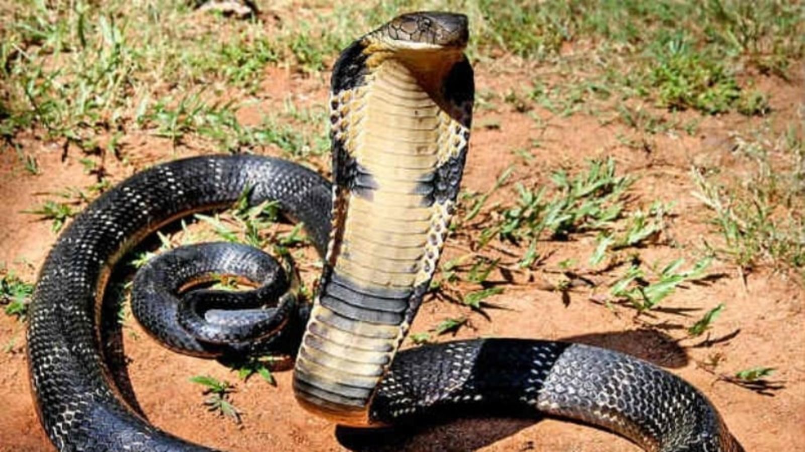 Venomous Cobra in Plane Forces South African Pilot to Make