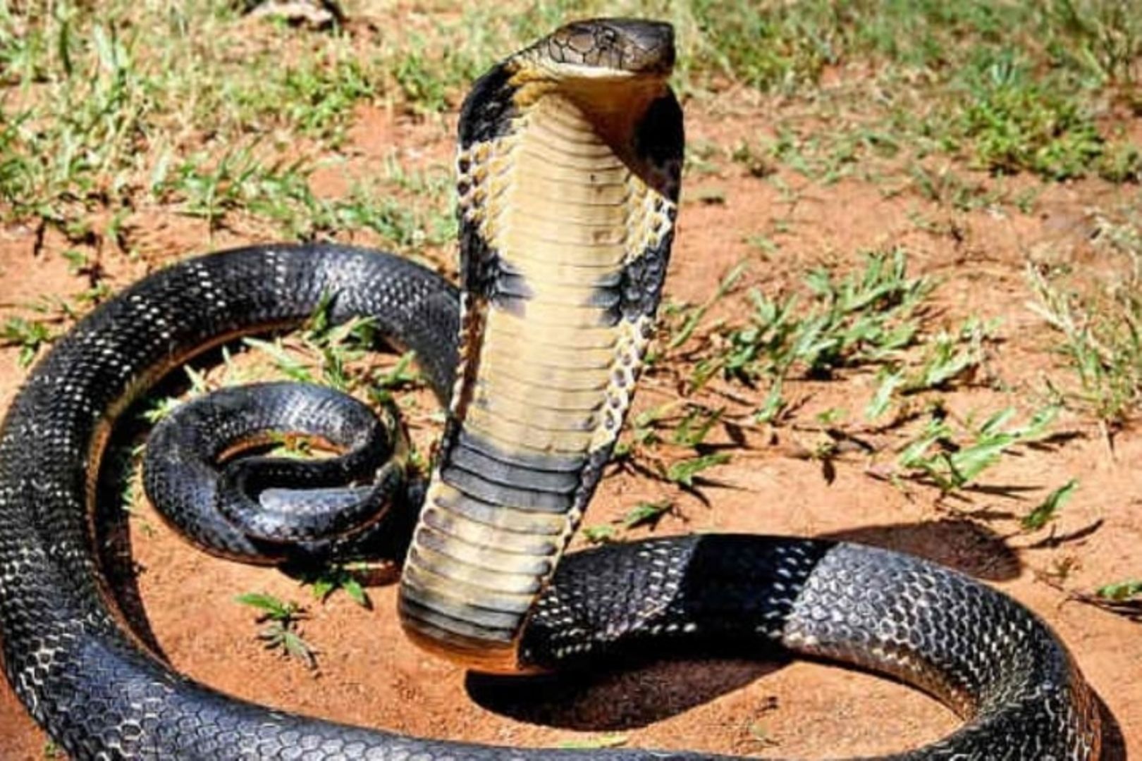 Snake on a plane: Highly venomous cobra found under pilot's seat, World  News