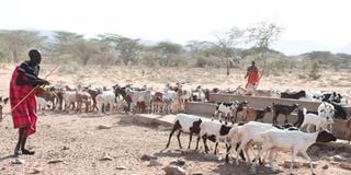 A herder from Kakon’gu in Turkana South