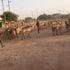 Donkey owners driving their livestock to a grazing field at Kalemngorok Centre in Turkana South Sub County