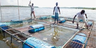 Fishermen collect dead fish from fish cages in Lake Victoria 