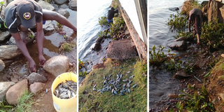 A man collects dead fish along Lake Victoria in Kendu Bay