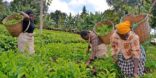 Farmers pick tea on a farm in Kiangondu village in Tharaka-Nithi County