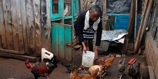 Mary Njoroge, a small scale farmer, feeds her Kienyeji chickens in Mastima estate