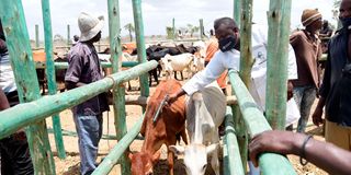 An animal health service provider gives a cow a booster injection at Tsangasini sale yard in Kaloleni