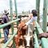 An animal health service provider gives a cow a booster injection at Tsangasini sale yard in Kaloleni