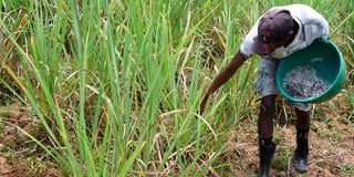 A farmer applies fertiliser to his sugar cane crop in Ikolomani, Kakamega County