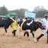 Dairy cows during the ASK National Fair in Eldoret