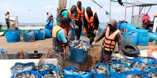 Workers at Victory Farms load fish from a cage int to a boat at Rowo Beach in Suba Sub-county in Homa Bay County