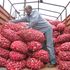 A trader unloads onions to sell. 