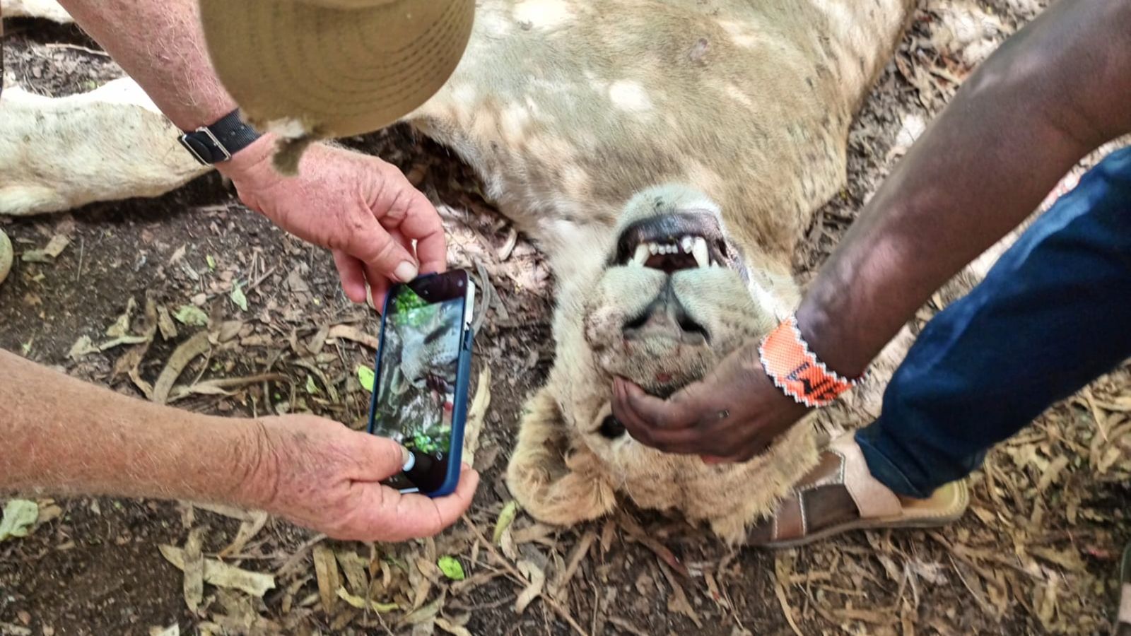 Six more lions speared to death by Kenyan herders just days after