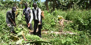Farmers show banana crops destroyed by marauding elephants from Rimoi National Reserve at a farm in Tinyar village