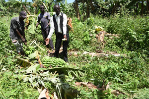Farmers show banana crops destroyed by marauding elephants from Rimoi National Reserve at a farm in Tinyar village