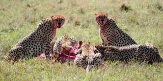 Members of the famous cheetah coalition, nicknamed ‘Tano Bora’, at the Maasai Mara Game Reserve in November 2020. 