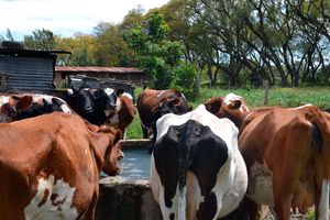 Dairy cows at homesteads in Kiambu County. 