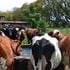 Dairy cows at homesteads in Kiambu County. 