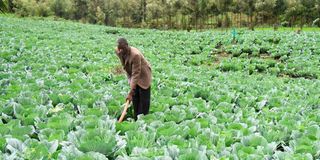 Victor Rono weeds his cabbages in his Njoro farm.