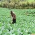 Victor Rono weeds his cabbages in his Njoro farm.