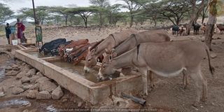 Donkeys in Turkana threatened amid increased commercial demand for skin in China