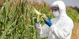 A professional examines GMO corn cob on a field