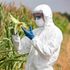A professional examines GMO corn cob on a field
