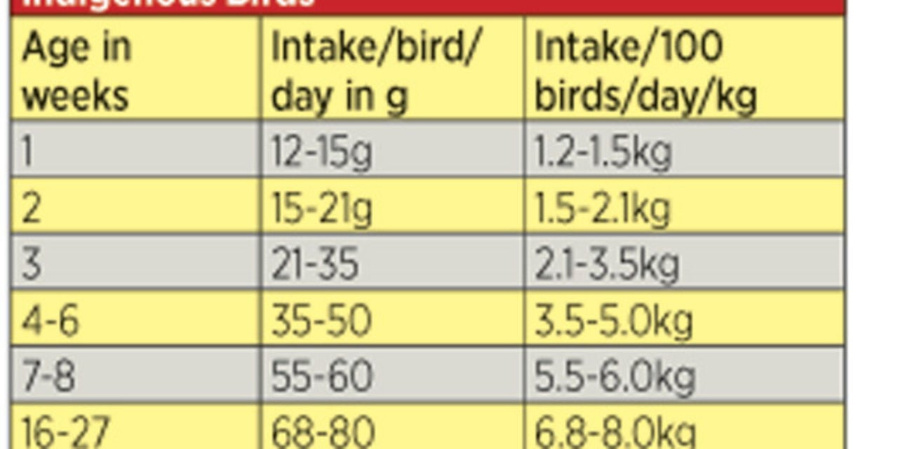 Diary Of A Poultry Farmer Feeding Regime For Chicks Important Nation