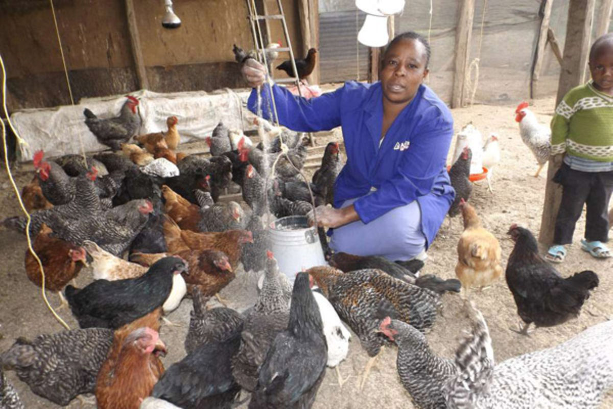 Diary Of A Poultry Farmer Feeding Regime For Chicks Important Nation 9221