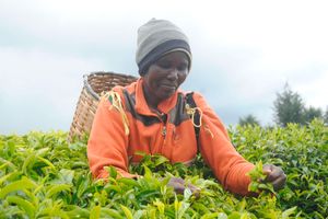 A Kenyan farmer picking tea