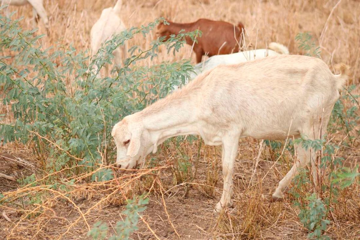 A goat to victim’s family, defilement case settled!