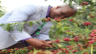 Mutwiri coffee farmer