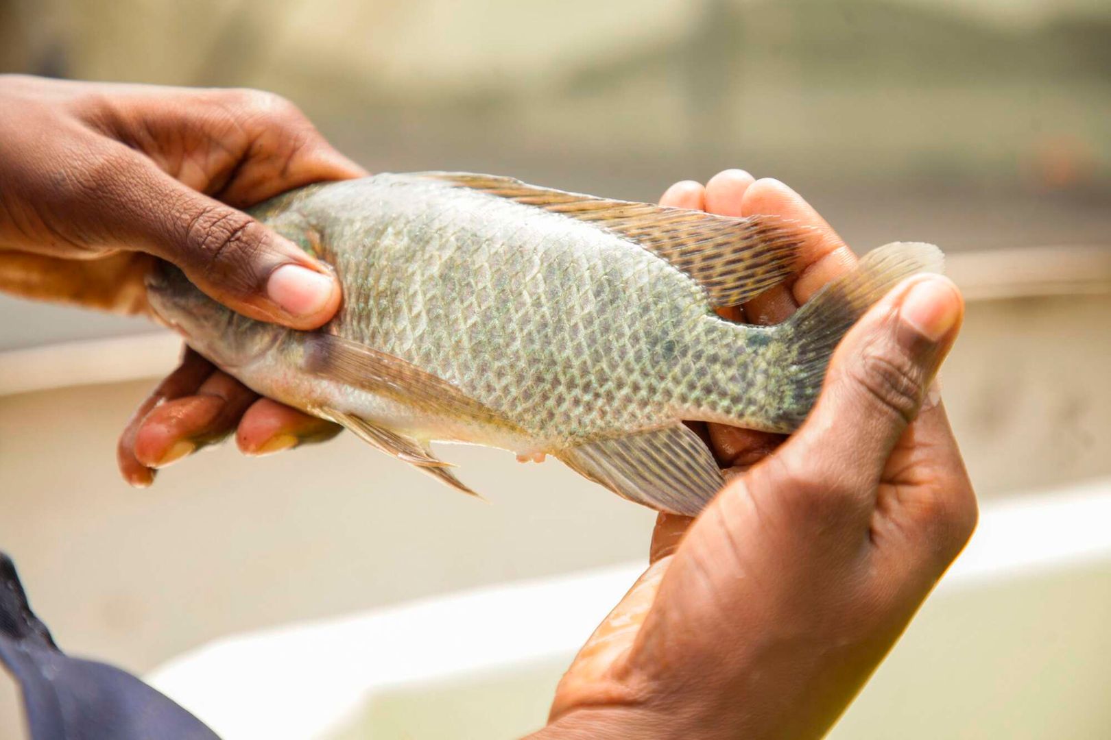 Tilapia Fish in Water in Bucket GIFT Tilapia Fish Culture Close Up Stock  Photo - Image of food, species: 225876126