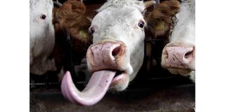 A dairy cow sticks out its tongue