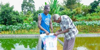 Mr Nicholas Njuguna feeds fish on his Kangai farm in Mwea