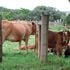 Cows at a homestead in Uasin Gishu County.